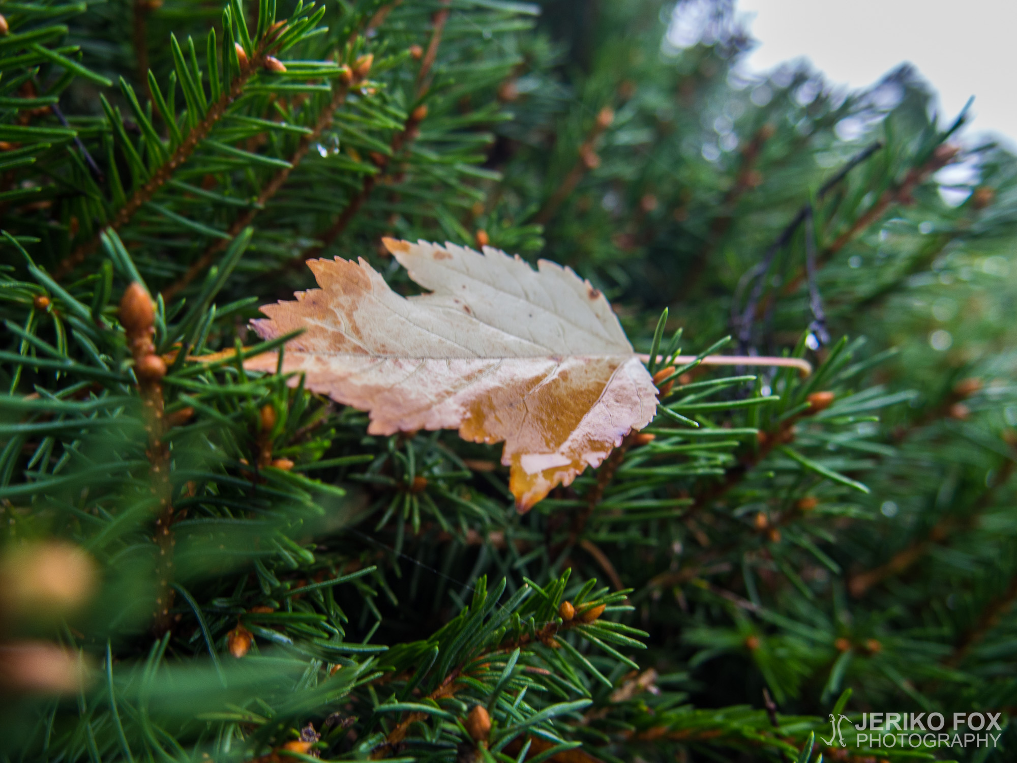 JFRM-2015-08-0199