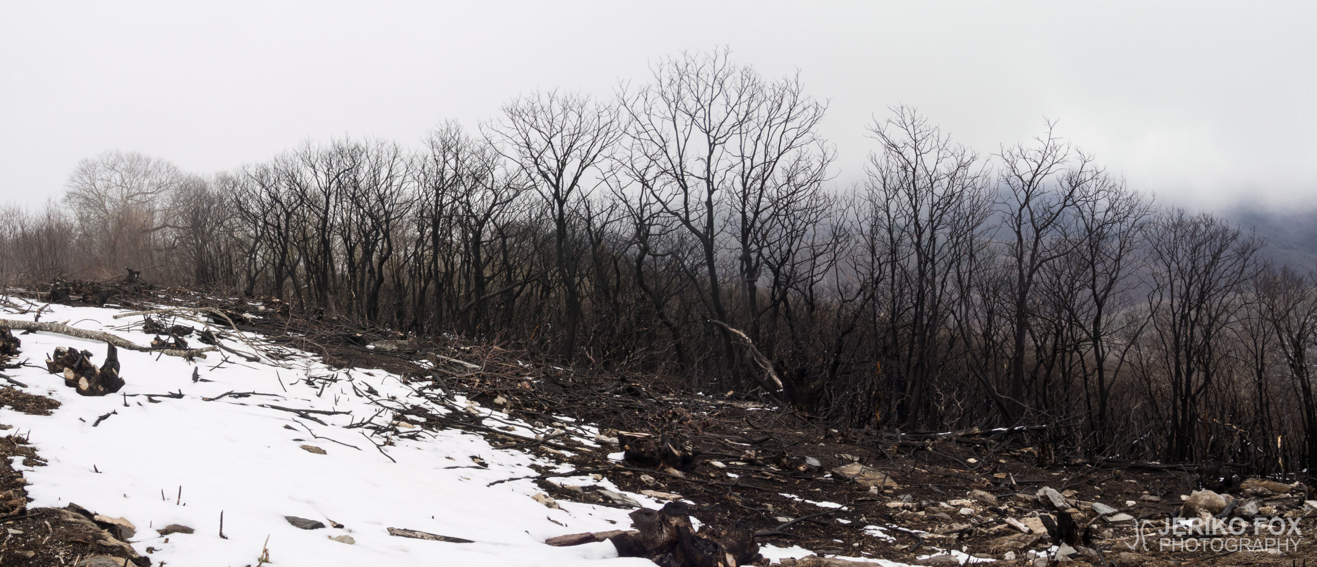 JFRM-2017-03-6588-Pano