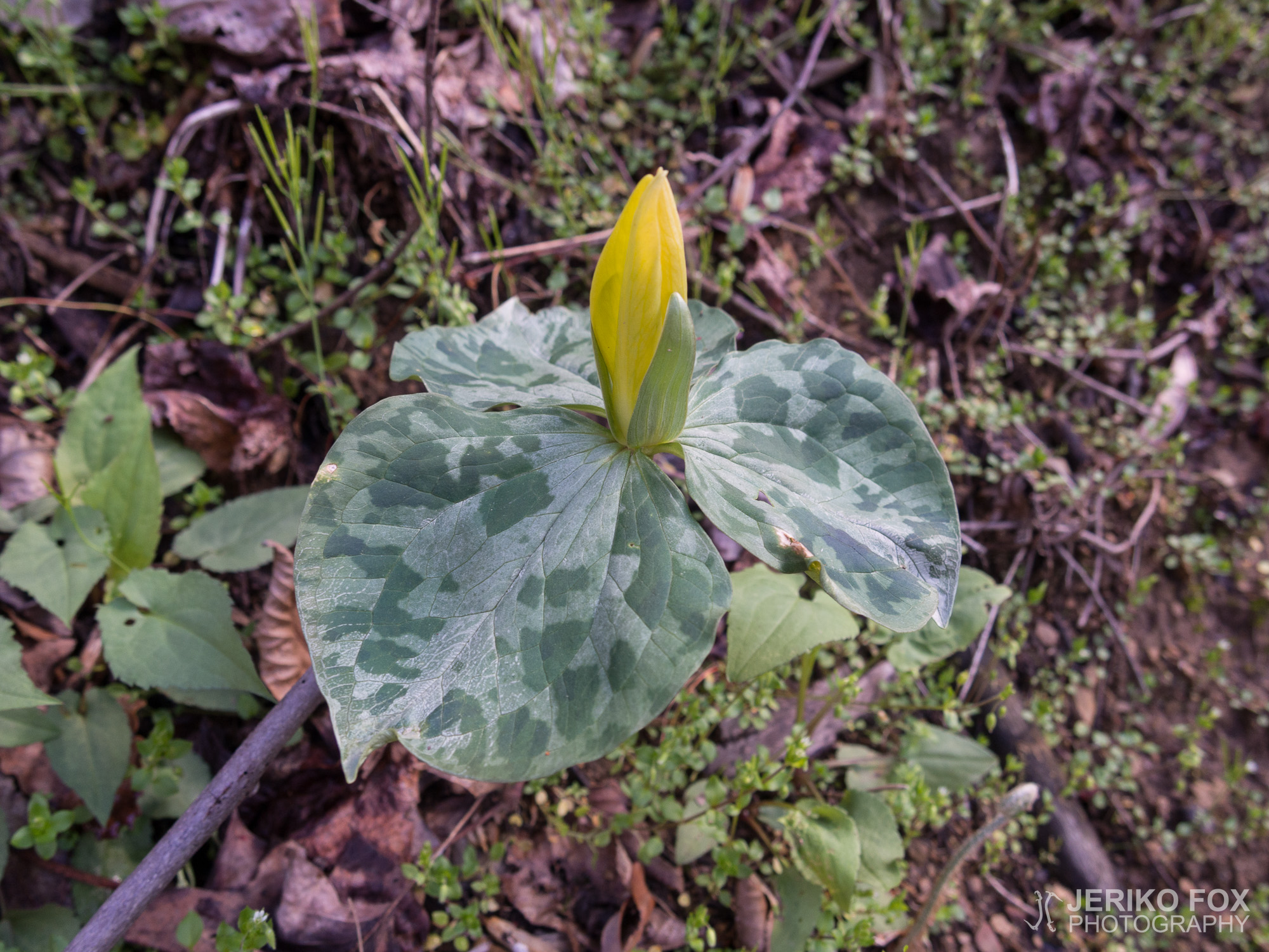 JFRM-2017-04-6889