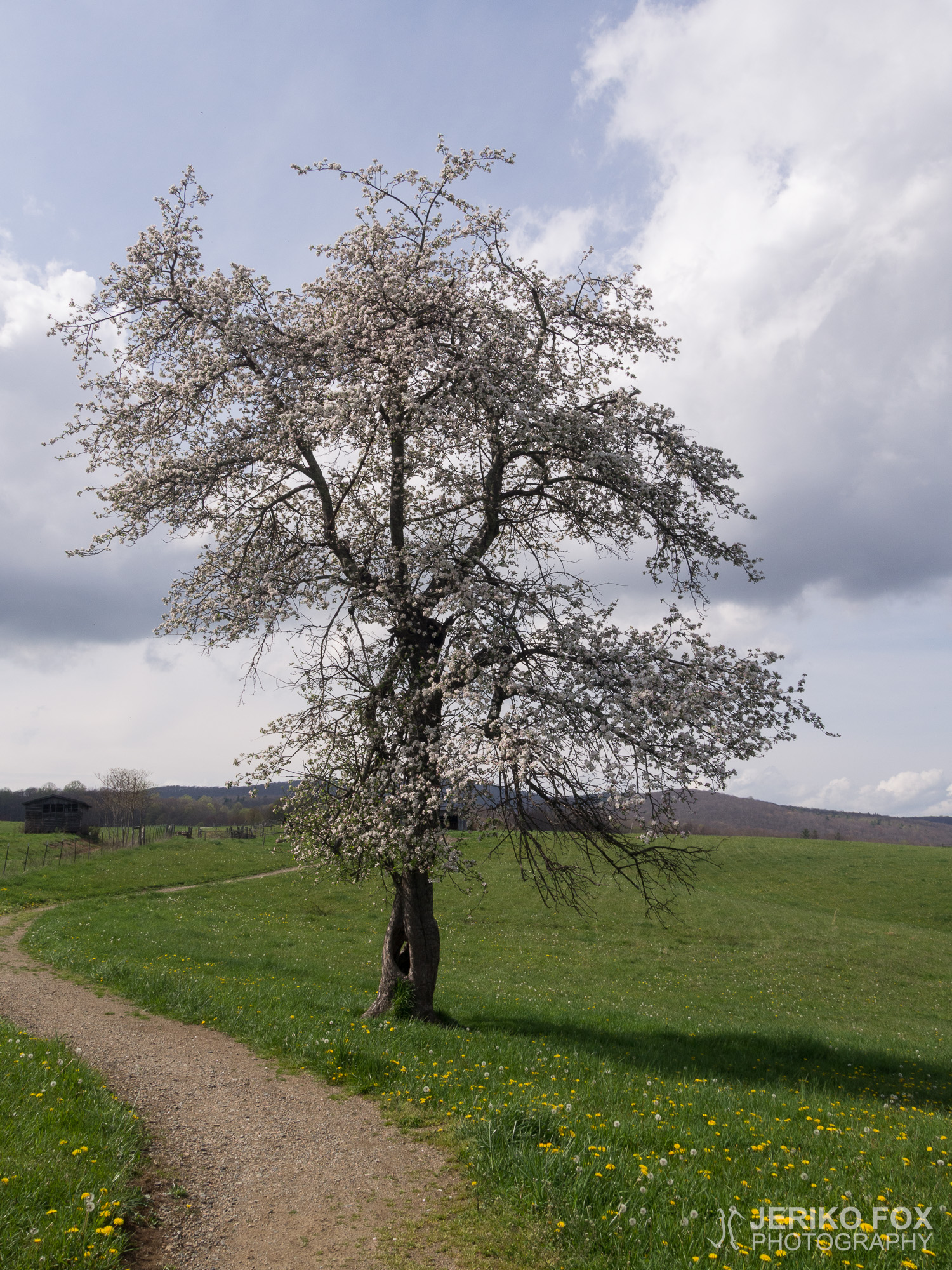 JFRM-2017-04-7441