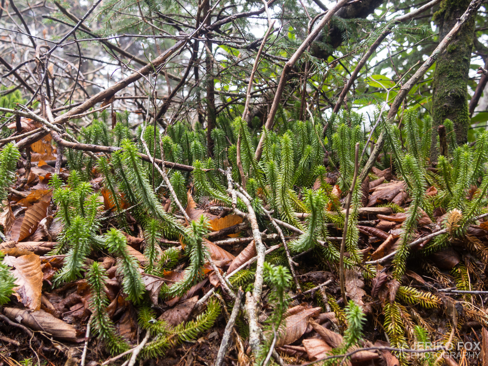 JFRM-2017-04-7527