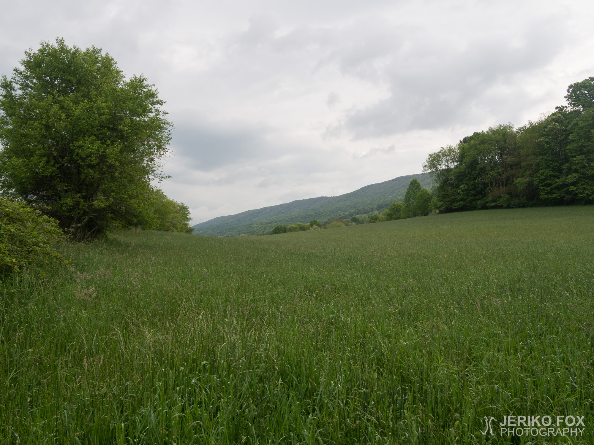 JFRM-2017-05-7929