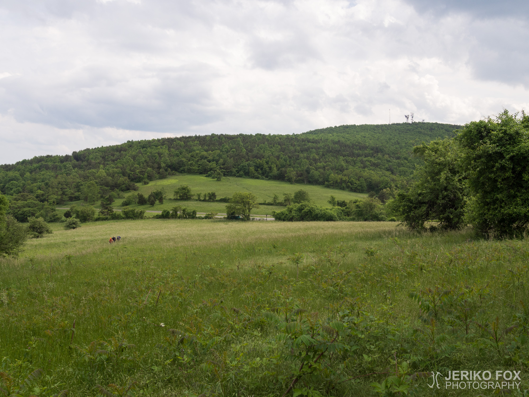 JFRM-2017-05-8442