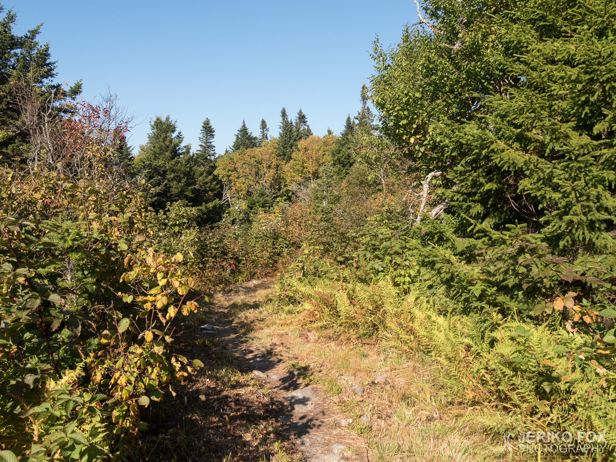 JFRM-2017-09-1061