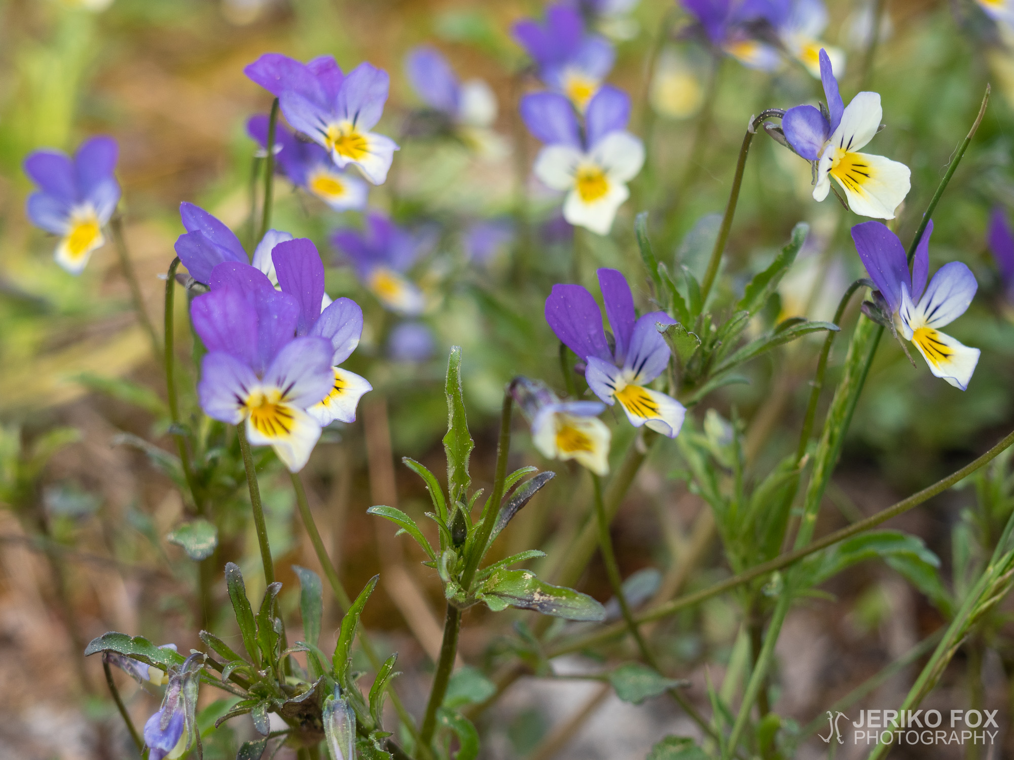 JFRM-2019-05-2267