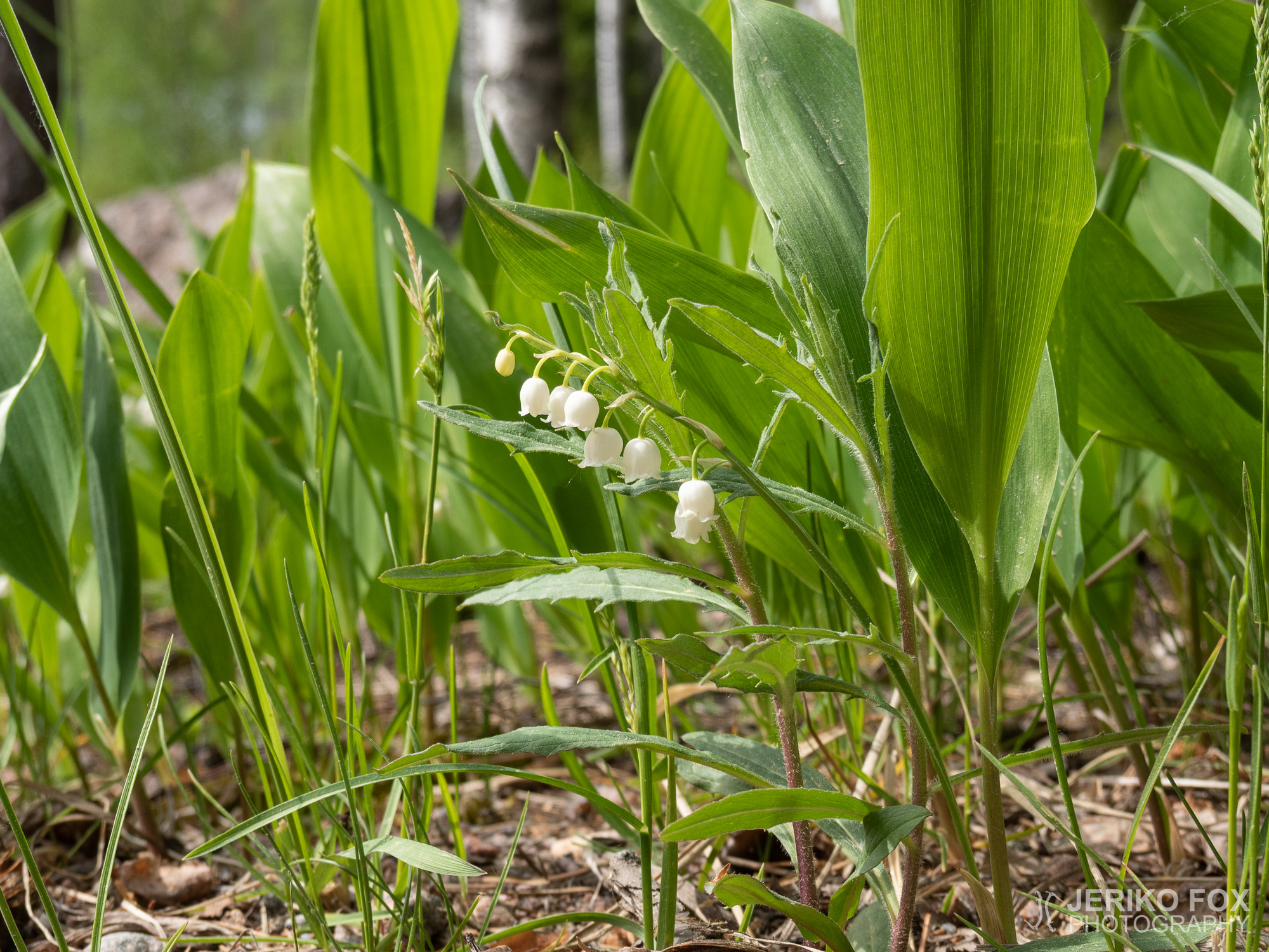JFRM-2019-05-2351