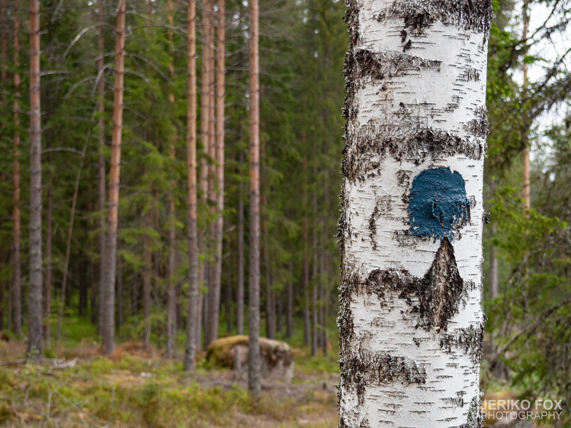 JFRM-2019-05-2585