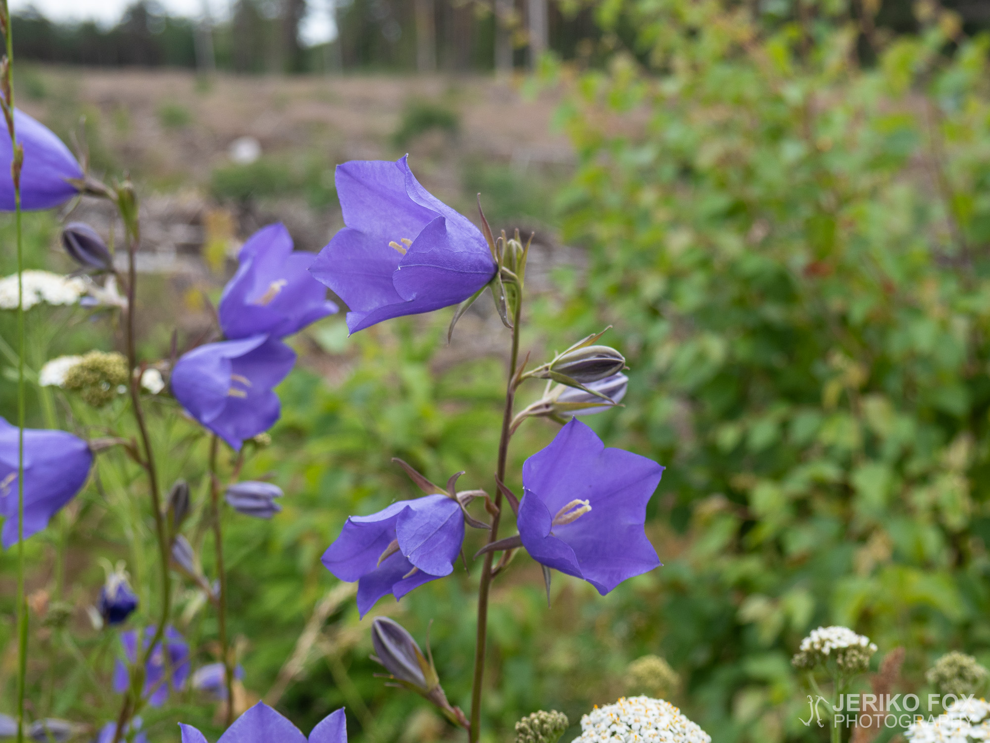 JFRM-2019-06-2833